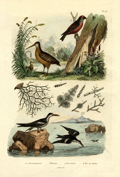 Woodcock by French School