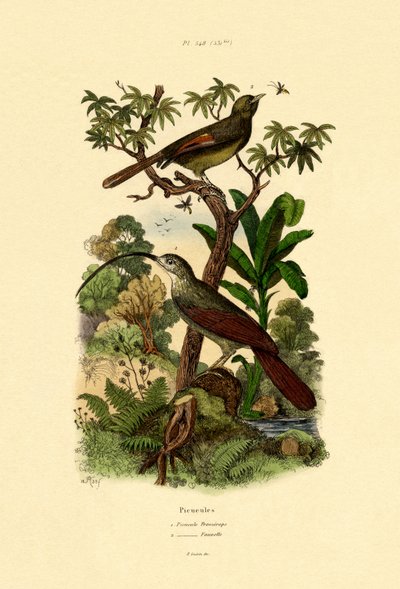 Woodcreeper by French School