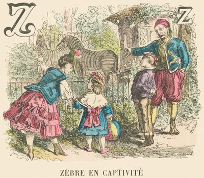 Zebra in Captivity by French School