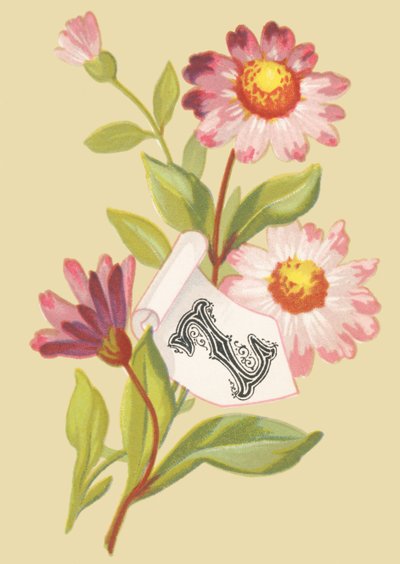 Zinnia - False Flakes by French School