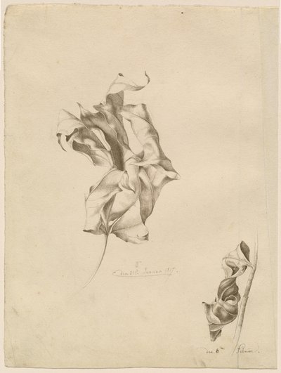 Shriveled Leaves by Friedrich Olivier