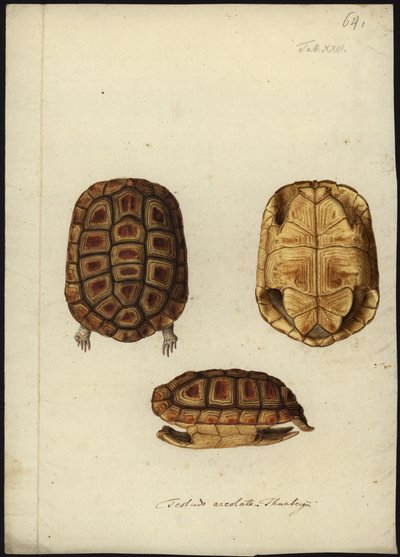 Homopus Areolatus by Friedrich Wilhelm Wunder