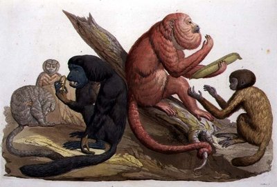 Monkeys of South America by Gallo Gallina