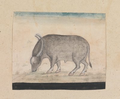 A Water Buffalo by Gangaram Chintaman Tambat