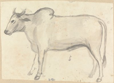 An Ox by Gangaram Chintaman Tambat