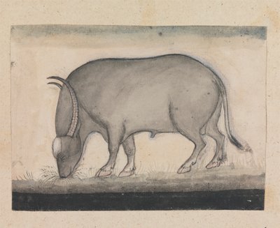 Water Buffalo Grazing by Gangaram Chintaman Tambat