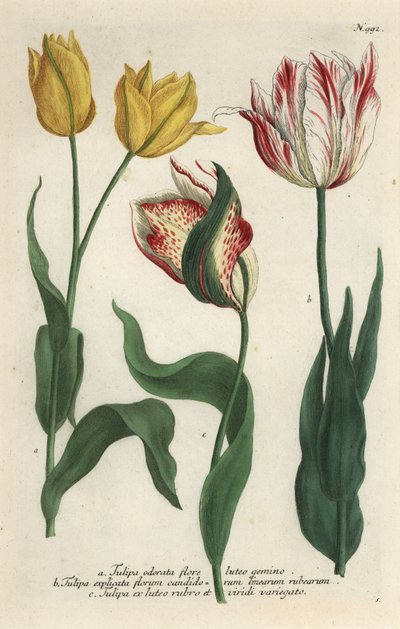 Tulip varieties, Tulipa gesneriana by Georg Dionysius (after) Ehret