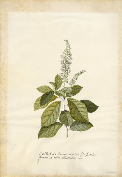Spiraea by Georg Dionysius Ehret