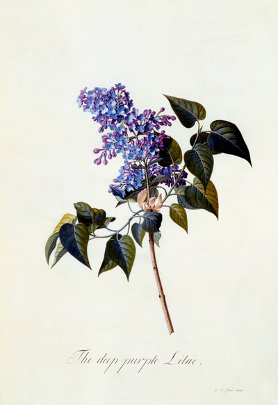 The Deep-Purple Lilac by "Georg Dionysius Ehret