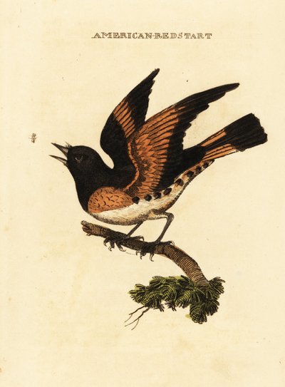 American redstart, Setophaga ruticilla by George (after) Edwards