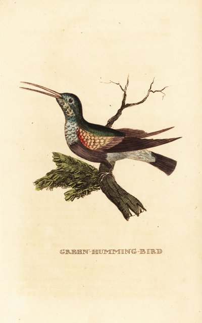 Black-bellied hummingbird, female by George (after) Edwards