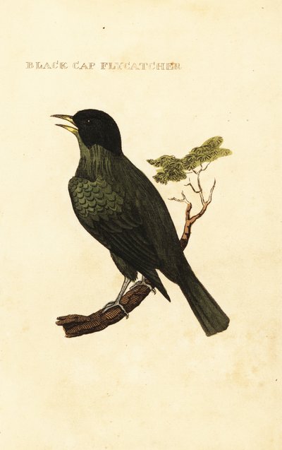 Black-capped bulbul by George (after) Edwards