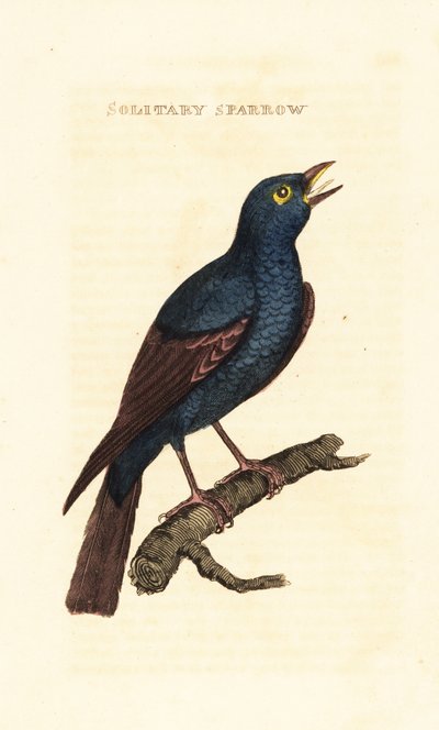 Blue Rock Thrush, Monticola solitarius by George (after) Edwards