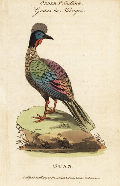 Crested guan by George (after) Edwards