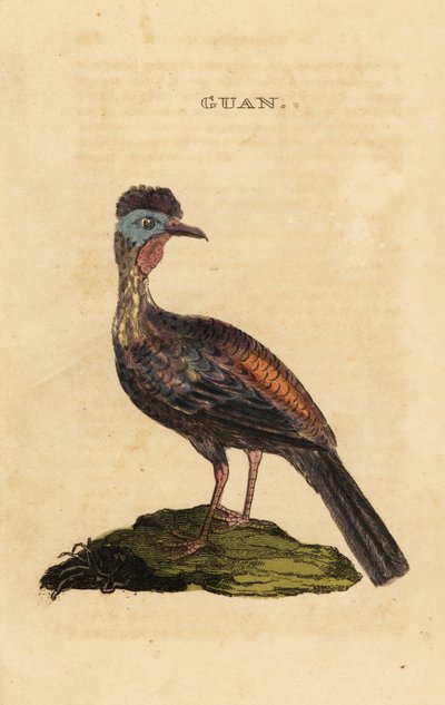 Crested guan by George (after) Edwards