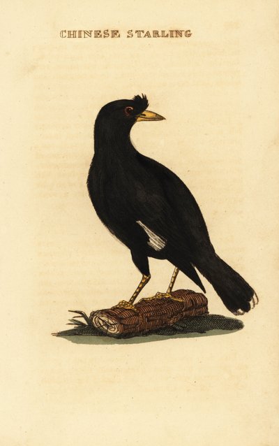 Crested Myna by George (after) Edwards