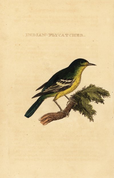 Green-backed flycatcher by George (after) Edwards