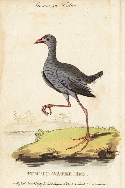 Grey-headed swamphen, Porphyrio poliocephalus by George (after) Edwards