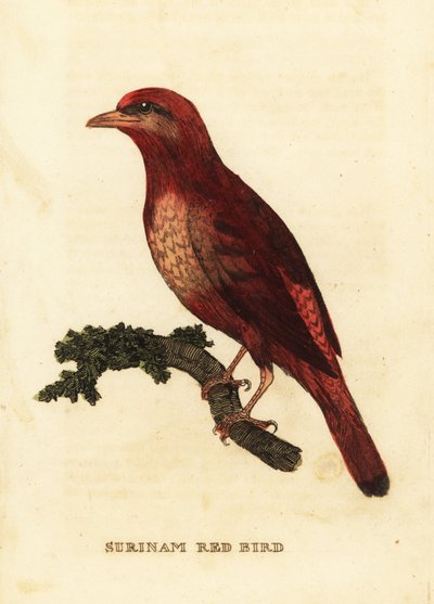 Guianan red cotinga, Phoenicircus carnifex by George (after) Edwards