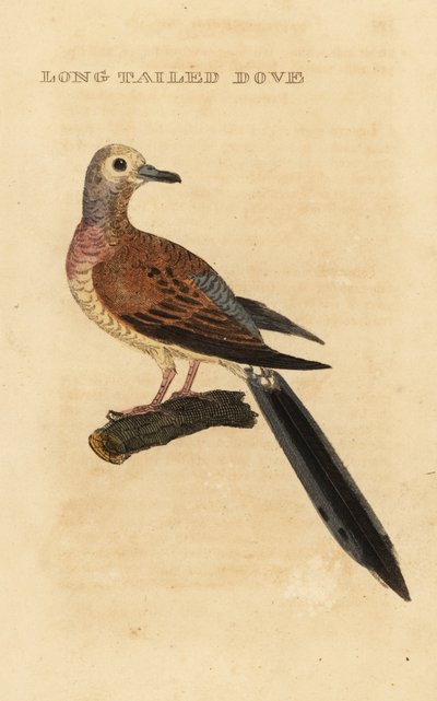 Mourning Dove by George (after) Edwards