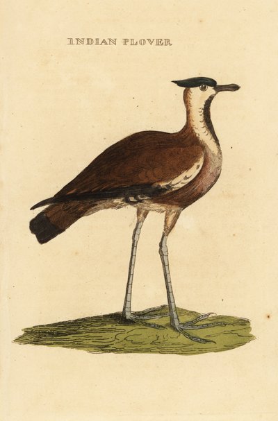 Northern Lapwing by George (after) Edwards