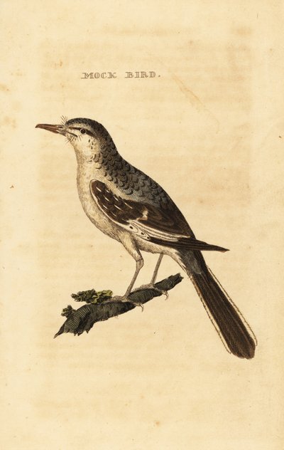 Northern Mockingbird, Mimus polyglottos by George (after) Edwards