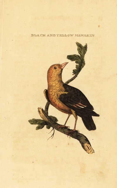 Orange-headed manakin by George (after) Edwards