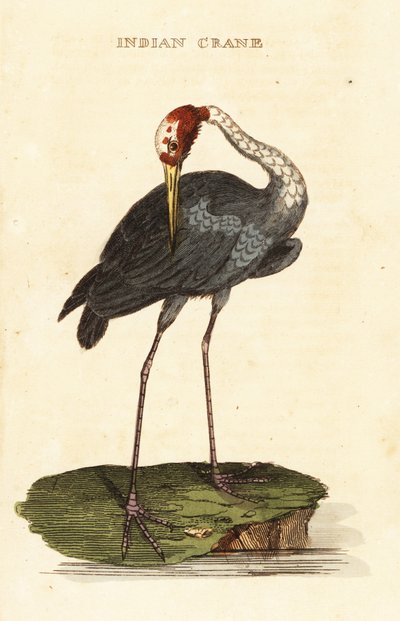 Sarus Crane by George (after) Edwards