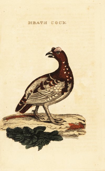 Spruce grouse by George (after) Edwards