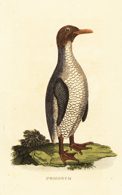 Unknown species of penguin by George (after) Edwards