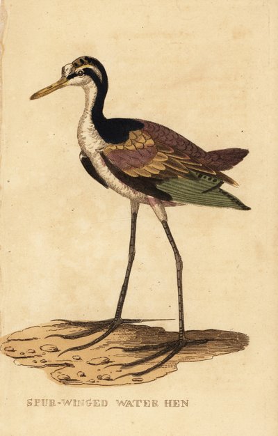 Wattled Jacana by George (after) Edwards