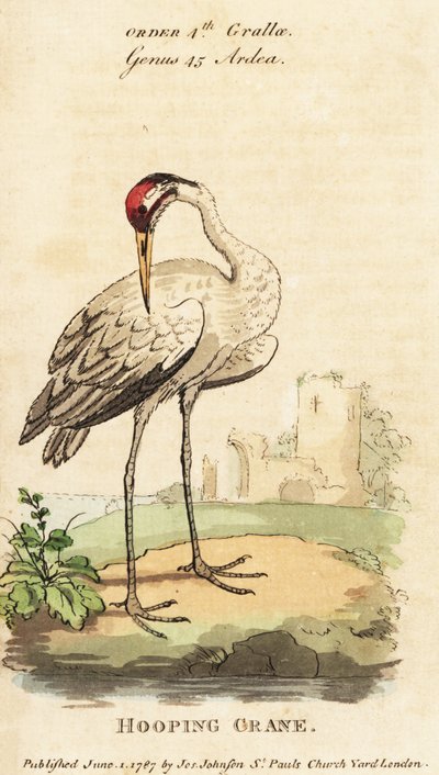 Whooping crane, Grus americana by George (after) Edwards