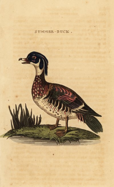 Wood Duck by George (after) Edwards