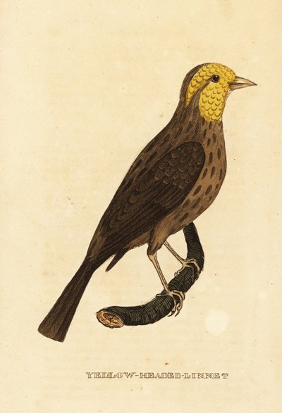 Yellow grosbeak by George (after) Edwards