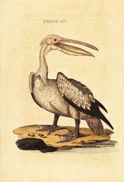 Great white pelican by George (after) Shaw