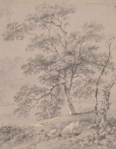 Tree Study by George Barret