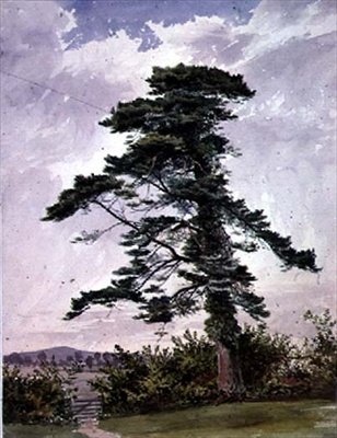 Landscape, with a Scotch Pine by George Bedford