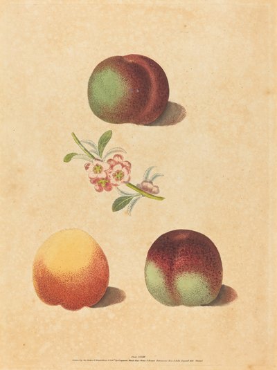 Three Peaches by George Brookshaw