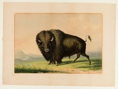 Buffalo Bull Grazing--no.2 by George Catlin