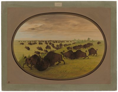 Bulls Fighting by George Catlin