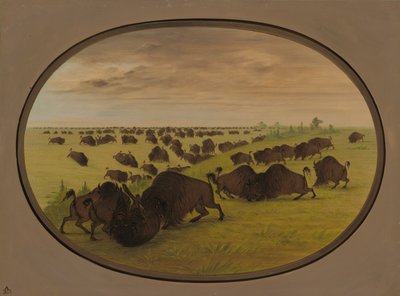 Bulls Fighting by George Catlin