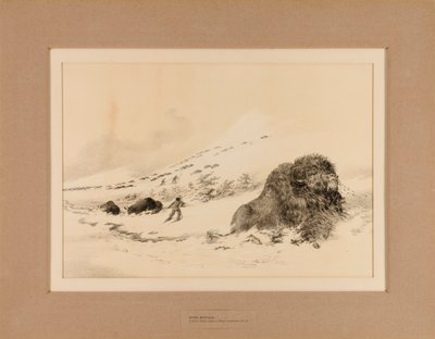 Dying Buffalo by George Catlin