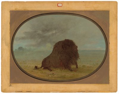 Dying Buffalo Bull by George Catlin