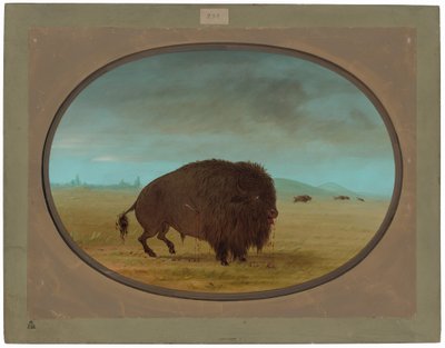 Wounded Buffalo Bull by George Catlin