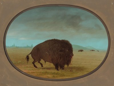 Wounded Buffalo Bull, 1861-1869 by George Catlin