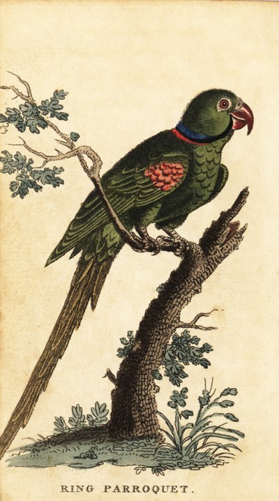 Alexandrine Parakeet, Psittacula Eupatria (engraving) by George Edwards