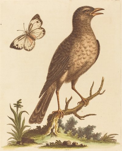 Brown Bird with a Butterfly by George Edwards