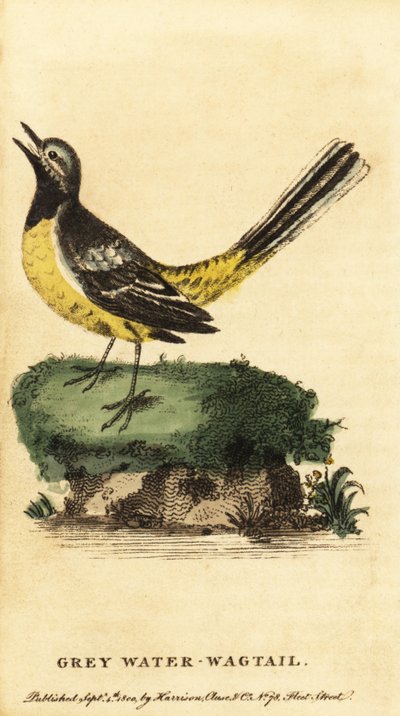 Grey Wagtail, Motacilla cinerea (engraving) by George Edwards