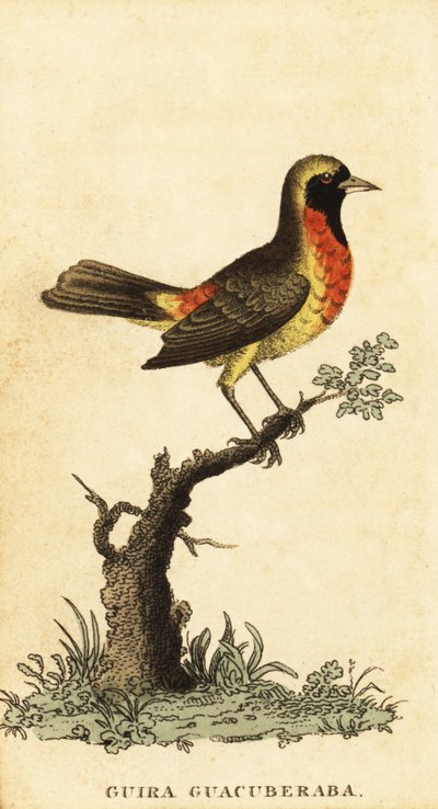 Guira Tanager, Hemithraupis guira, 1800 (engraving) by George Edwards