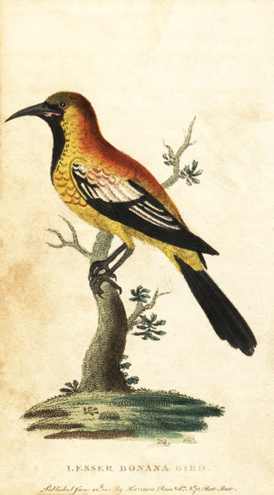 Oriole Blackbird, Gymnomystax mexicanus by George Edwards